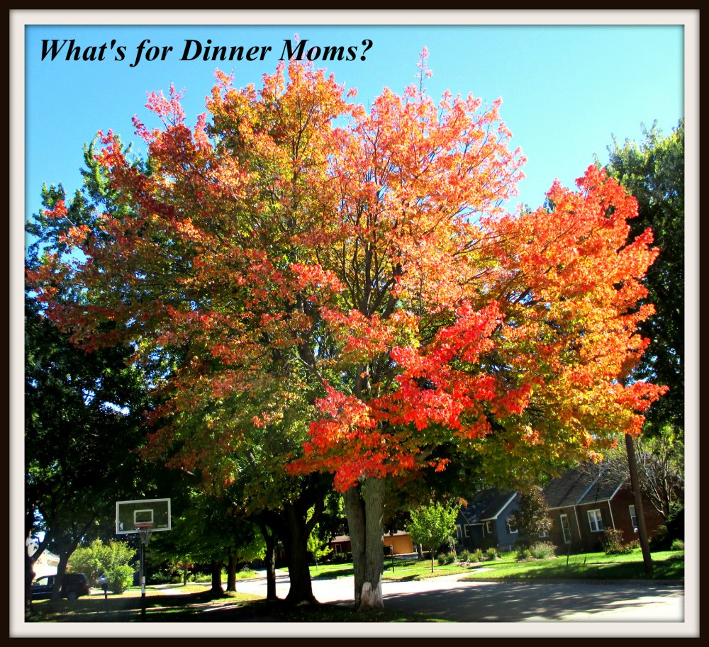 Fall Tree in Full Color